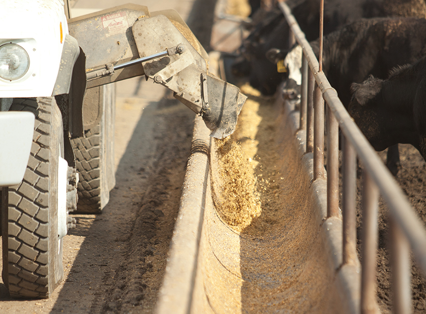 cattle feeding