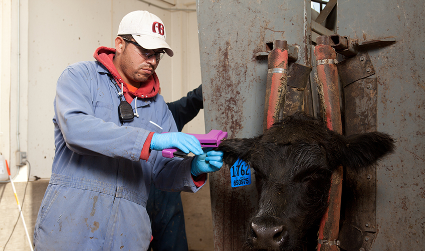 Cattle Receiving hormone