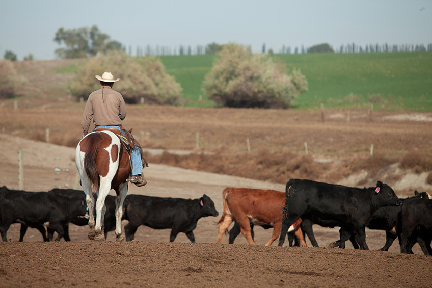 Cowboy pen rider