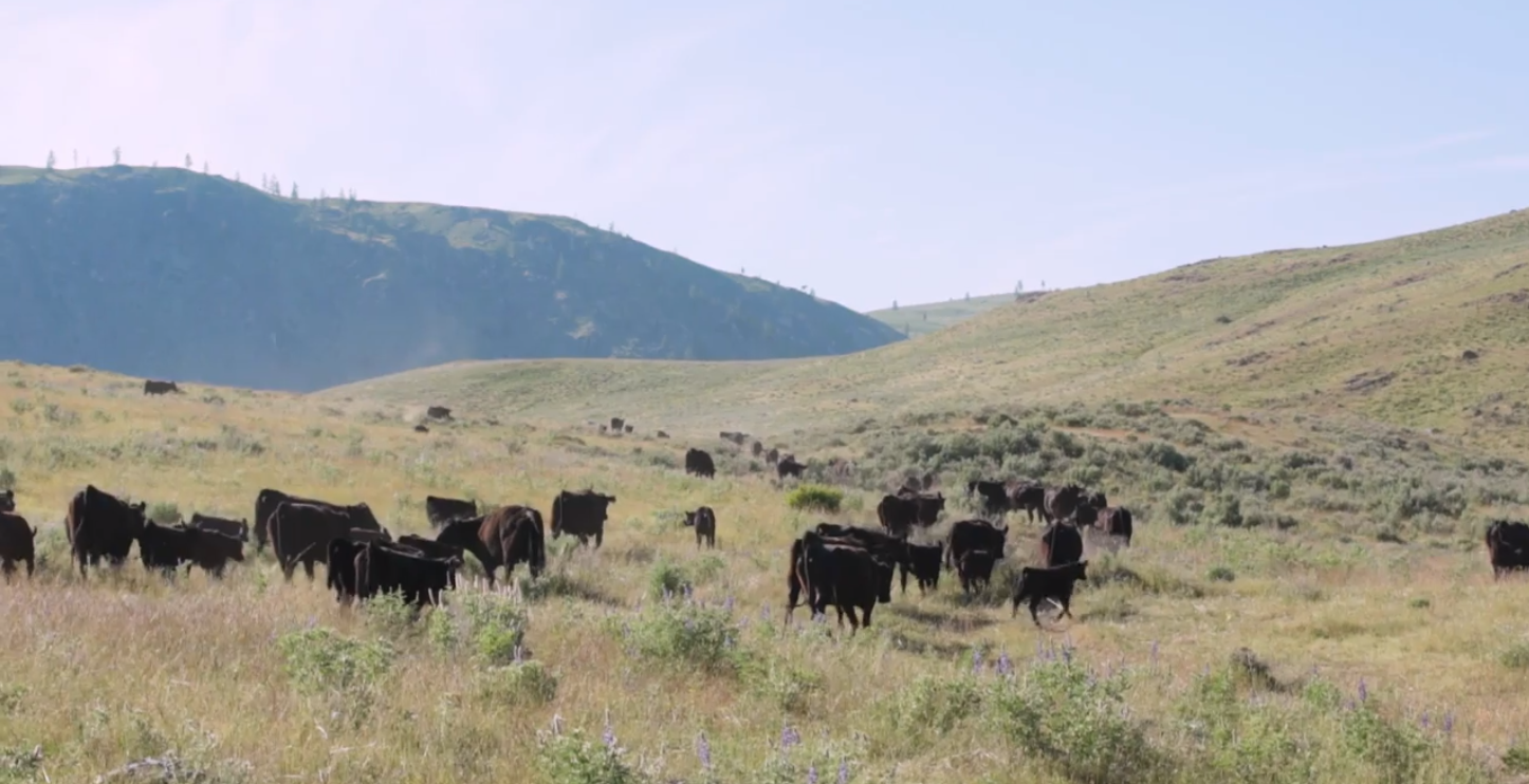 Gebbers Cattle- Brewster, Washington